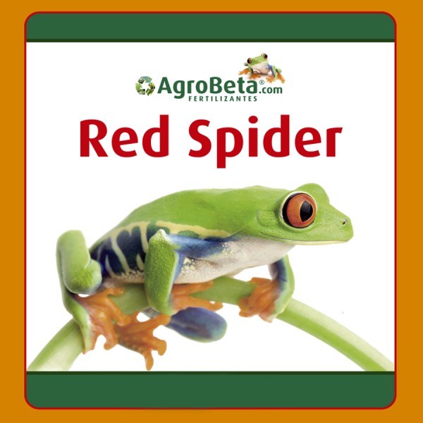 redspider